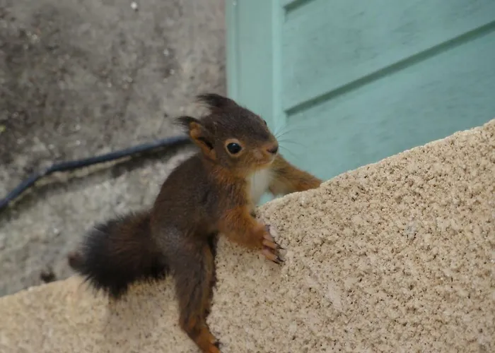 Les Feuillantines Perigord Noir Saint-Cyprien