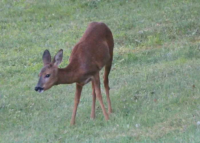 Les Feuillantines Perigord Noir